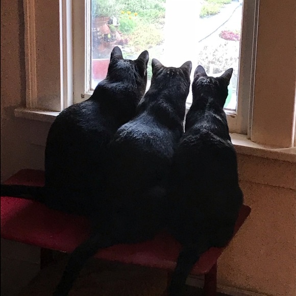 Meet your Posher, Sara - Picture 1 of 1